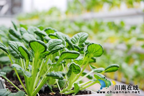 第二届“董允坝蔬菜节”免费抢票火热进行中!(图10) 第二届“董允坝蔬菜节”免费抢票火热进行中!(图10)
