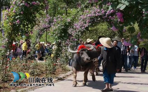 泸州首届太山农耕文化传承周让你尽享春耕生活(图6) 泸州首届太山农耕文化传承周让你尽享春耕生活(图6)