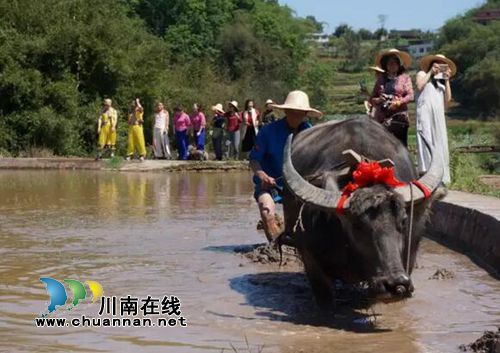 泸州首届太山农耕文化传承周让你尽享春耕生活(图4) 泸州首届太山农耕文化传承周让你尽享春耕生活(图4)