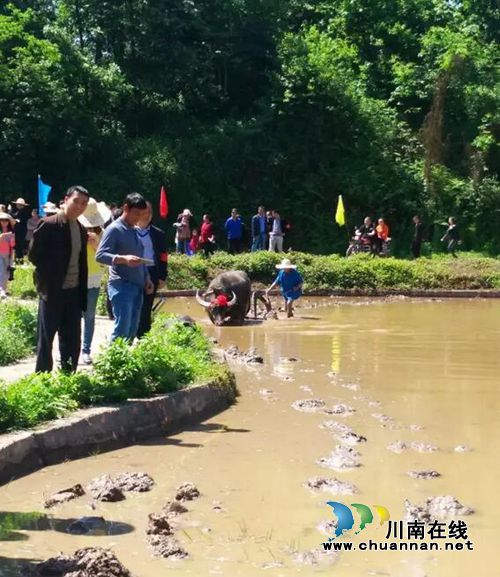 泸州首届太山农耕文化传承周让你尽享春耕生活(图8) 泸州首届太山农耕文化传承周让你尽享春耕生活(图8)