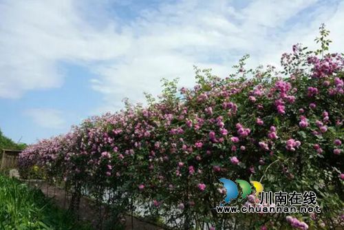 泸州首届太山农耕文化传承周让你尽享春耕生活(图20) 泸州首届太山农耕文化传承周让你尽享春耕生活(图20)