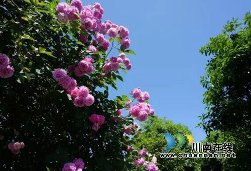 泸州首届太山农耕文化传承周让你尽享春耕生活(图21) 泸州首届太山农耕文化传承周让你尽享春耕生活(图21)