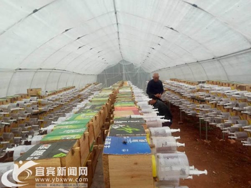 “疯子”变“蜂王” 宜宾小伙养蜂年收入500万(图1) “疯子”变“蜂王” 宜宾小伙养蜂年收入500万(图1)