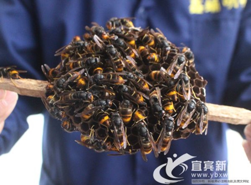 “疯子”变“蜂王” 宜宾小伙养蜂年收入500万(图2) “疯子”变“蜂王” 宜宾小伙养蜂年收入500万(图2)