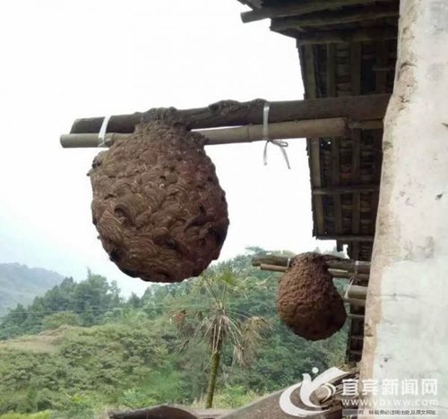 “疯子”变“蜂王” 宜宾小伙养蜂年收入500万(图3) “疯子”变“蜂王” 宜宾小伙养蜂年收入500万(图3)
