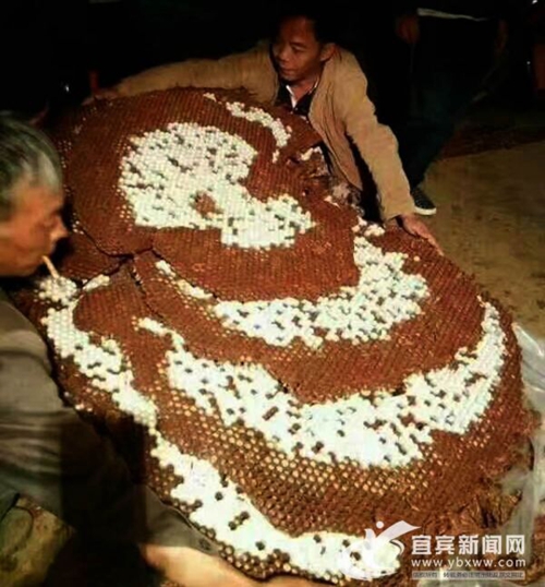 “疯子”变“蜂王” 宜宾小伙养蜂年收入500万(图4) “疯子”变“蜂王” 宜宾小伙养蜂年收入500万(图4)