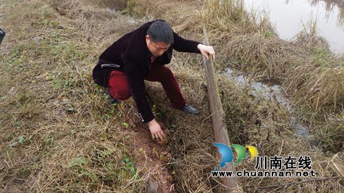泸县立石：稻虾共田“双赢”促增收(图1)