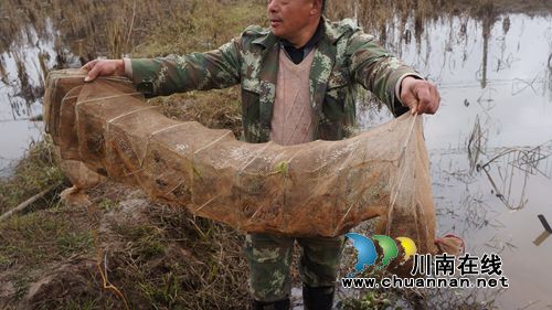 泸县立石：稻虾共田“双赢”促增收(图3)