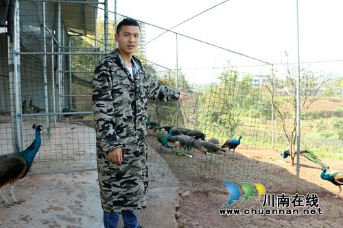纳溪：修车工变“孔雀王子”&nbsp;赚足“美丽钱”(图1)