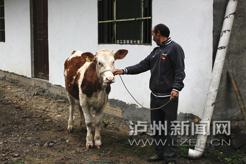 泸州长开区:踩着“梯梯牛” 掀掉贫困帽(图5) 泸州长开区:踩着“梯梯牛” 掀掉贫困帽(图5)