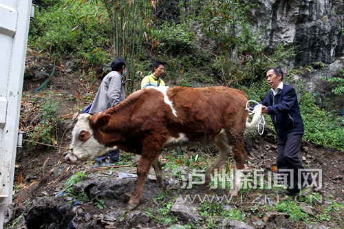 泸州长开区:踩着“梯梯牛” 掀掉贫困帽(图6) 泸州长开区:踩着“梯梯牛” 掀掉贫困帽(图6)