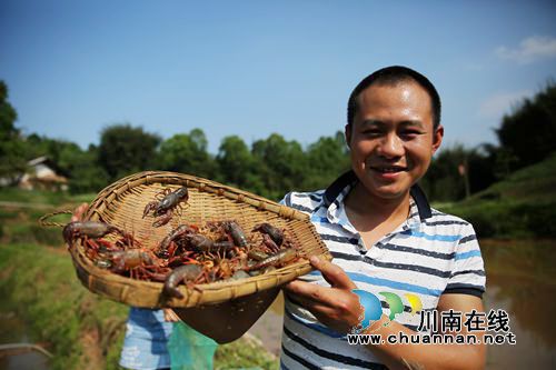 年产值超50万 叙永返乡小伙贫困村“立体致富”(图1) 年产值超50万 叙永返乡小伙贫困村“立体致富”(图1)