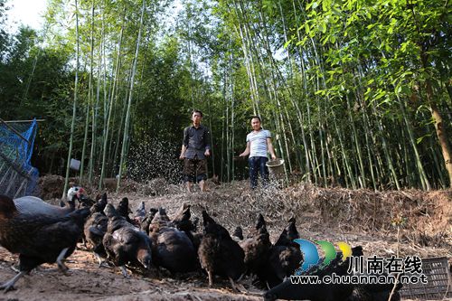 年产值超50万 叙永返乡小伙贫困村“立体致富”(图5) 年产值超50万 叙永返乡小伙贫困村“立体致富”(图5)