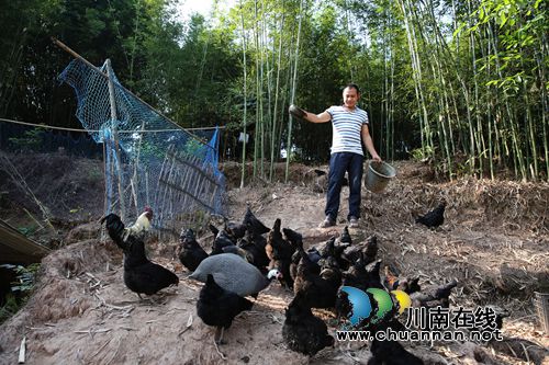 年产值超50万 叙永返乡小伙贫困村“立体致富”(图4) 年产值超50万 叙永返乡小伙贫困村“立体致富”(图4)