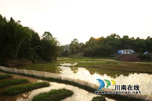 年产值超50万 叙永返乡小伙贫困村“立体致富”(图7) 年产值超50万 叙永返乡小伙贫困村“立体致富”(图7)