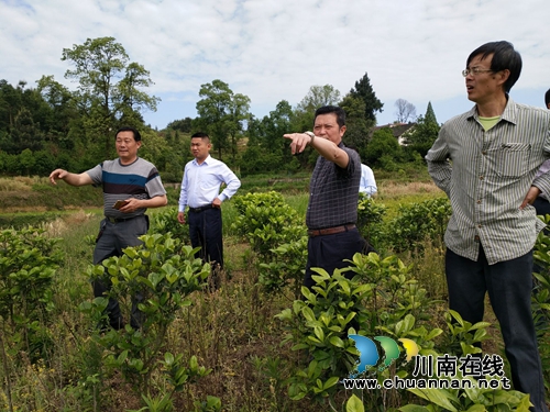 北京客商到泸县石桥镇考察生态农业种植项目(图1) 北京客商到泸县石桥镇考察生态农业种植项目(图1)
