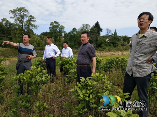 北京客商到泸县石桥镇考察生态农业种植项目(图2) 北京客商到泸县石桥镇考察生态农业种植项目(图2)