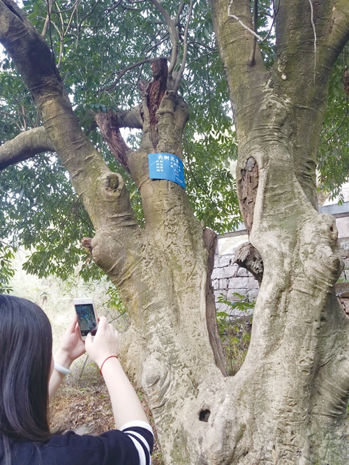 泸州龙眼树VS宜宾荔枝树:皆为树王谁与争锋?(图3) 泸州龙眼树VS宜宾荔枝树:皆为树王谁与争锋?(图3)