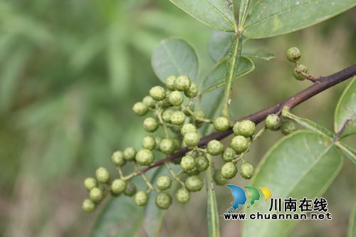 合江“麻哥”牌九叶青花椒进入采摘季啦！