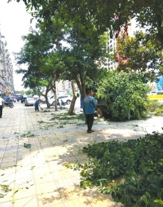 拯救小鸟&nbsp;自贡荣县全城暂停修剪行道树(图1)