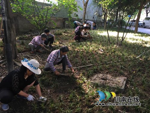龙马潭红星街道补种小区花草5000余平方米