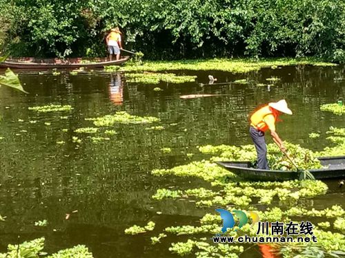 龙马潭区特兴镇清理辖区河面漂浮物、水葫芦