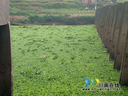 龙马潭区特兴镇清理辖区河面漂浮物、水葫芦(图4) 龙马潭区特兴镇清理辖区河面漂浮物、水葫芦(图4)