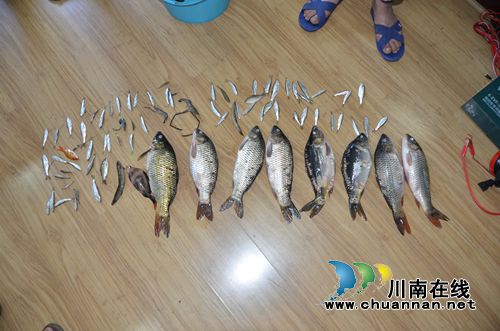 非法电鱼猎杀珍稀胭脂鱼&nbsp;泸州两男子被刑拘(图4)