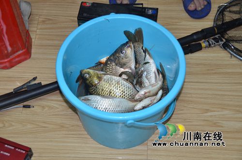 非法电鱼猎杀珍稀胭脂鱼&nbsp;泸州两男子被刑拘(图3)