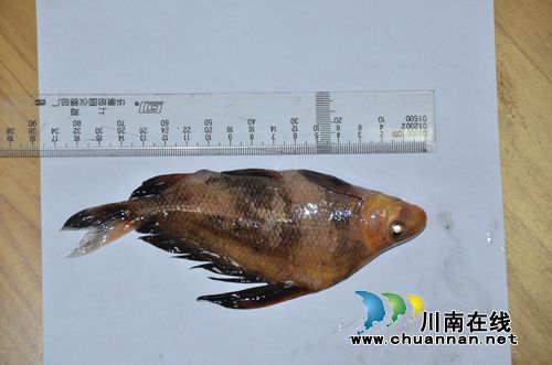 非法电鱼猎杀珍稀胭脂鱼&nbsp;泸州两男子被刑拘(图5)