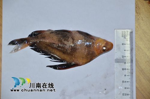 非法电鱼猎杀珍稀胭脂鱼&nbsp;泸州两男子被刑拘(图6)