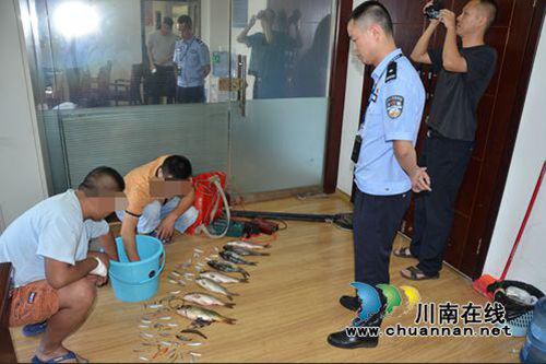 非法电鱼猎杀珍稀胭脂鱼&nbsp;泸州两男子被刑拘(图1)