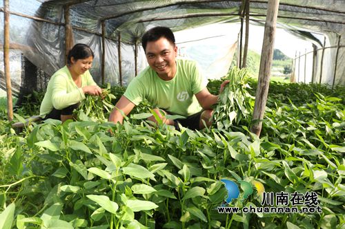 纳溪种植大户:“多此一举”让空心菜多赚钱(图1) 纳溪种植大户:“多此一举”让空心菜多赚钱(图1)
