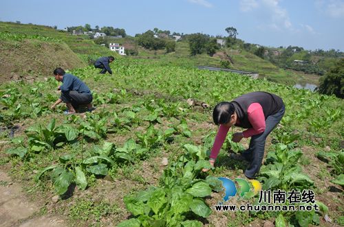 泸县太伏镇王湾村:“四变”叠加 蝶变华丽篇章(图2) 泸县太伏镇王湾村:“四变”叠加 蝶变华丽篇章(图2)