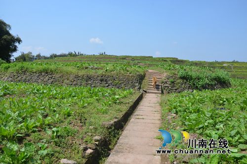 泸县太伏镇王湾村:“四变”叠加 蝶变华丽篇章(图3) 泸县太伏镇王湾村:“四变”叠加 蝶变华丽篇章(图3)