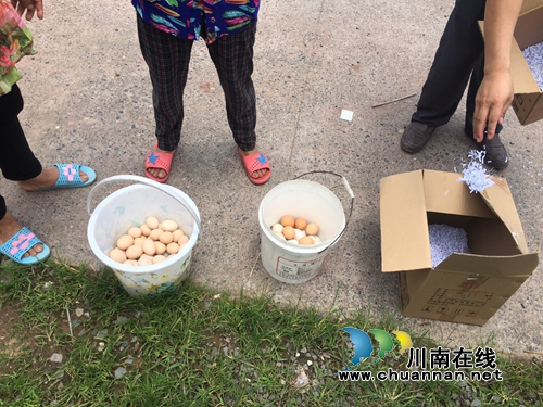 合江：微信圈打开新销路&nbsp;土鸡蛋“卖疯了”！(图4)