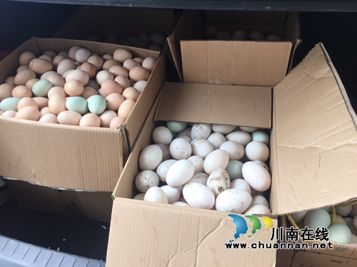 合江：微信圈打开新销路&nbsp;土鸡蛋“卖疯了”！(图6)