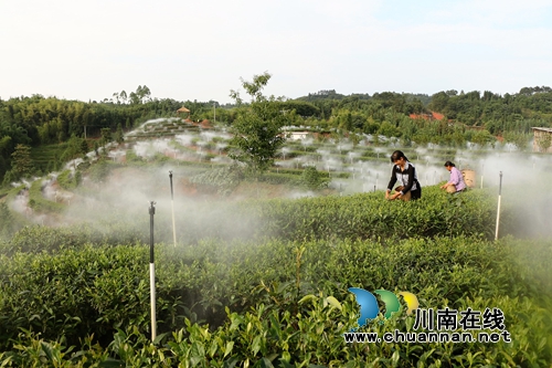 茶园变仙境!泸州首个茶园云雾系统投用(图1) 茶园变仙境!泸州首个茶园云雾系统投用(图1)