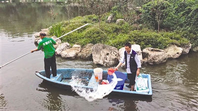 宜宾天池公园荷花消失 管理方:放生鱼啃藕芽(图3) 宜宾天池公园荷花消失 管理方:放生鱼啃藕芽(图3)