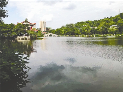 宜宾天池公园荷花消失 管理方:放生鱼啃藕芽(图1) 宜宾天池公园荷花消失 管理方:放生鱼啃藕芽(图1)