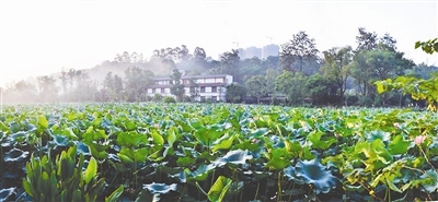 宜宾天池公园荷花消失 管理方:放生鱼啃藕芽(图2) 宜宾天池公园荷花消失 管理方:放生鱼啃藕芽(图2)