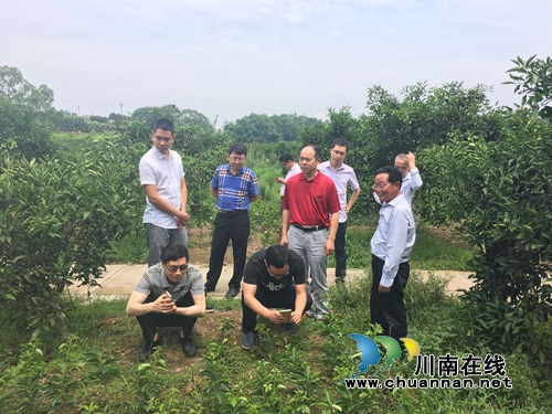 四川中医科学院调研泸县中药材分布及种植情况