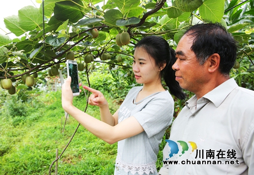 纳溪白节：400亩高山猕猴桃挂满枝头喜了果农(图2)