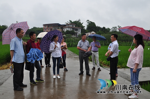 省农业厅检查泸县国家级水稻制种生产基地建设(图1)
