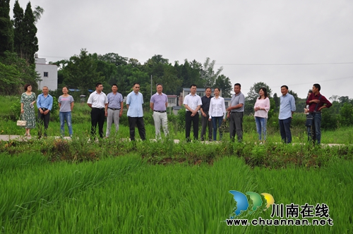 省农业厅检查泸县国家级水稻制种生产基地建设(图3)