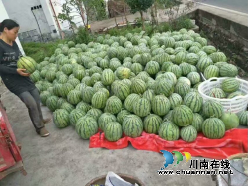 宜宾市大观镇西瓜产业助农增收效果显著(图1)
