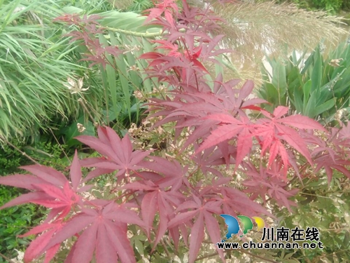 薛迅涛&nbsp;&nbsp;&nbsp;常忆那片青青的竹林(图2)