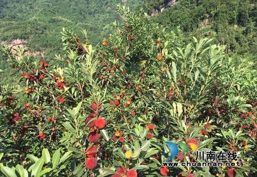 杨梅“红”了!一起相约“梅”丽福宝赏美景(图2) 杨梅“红”了!一起相约“梅”丽福宝赏美景(图2)