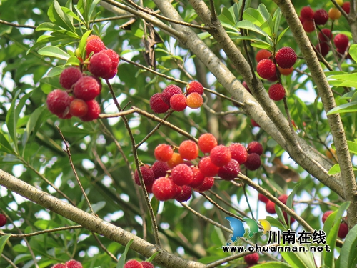 杨梅“红”了!一起相约“梅”丽福宝赏美景(图1) 杨梅“红”了!一起相约“梅”丽福宝赏美景(图1)