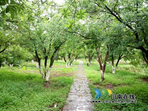 杨梅“红”了!一起相约“梅”丽福宝赏美景(图13) 杨梅“红”了!一起相约“梅”丽福宝赏美景(图13)